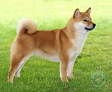 Shiba 9R060D-078